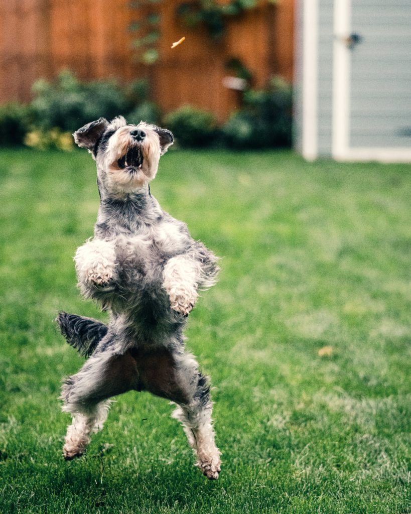 Small grey dog jumping around in backyard.