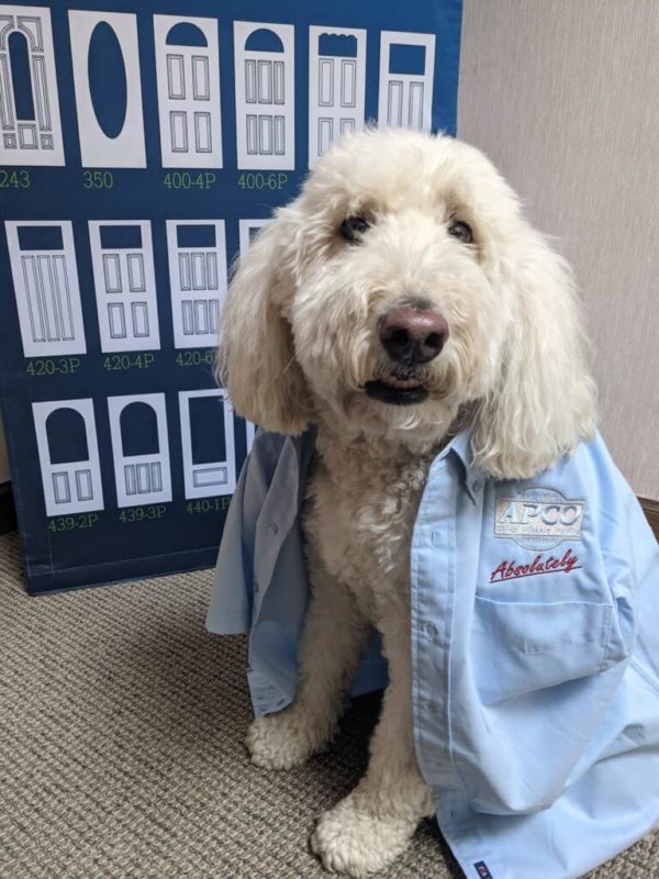 fluffy white puppy wearing apco technician shirt standing in front of sign with different types of doors